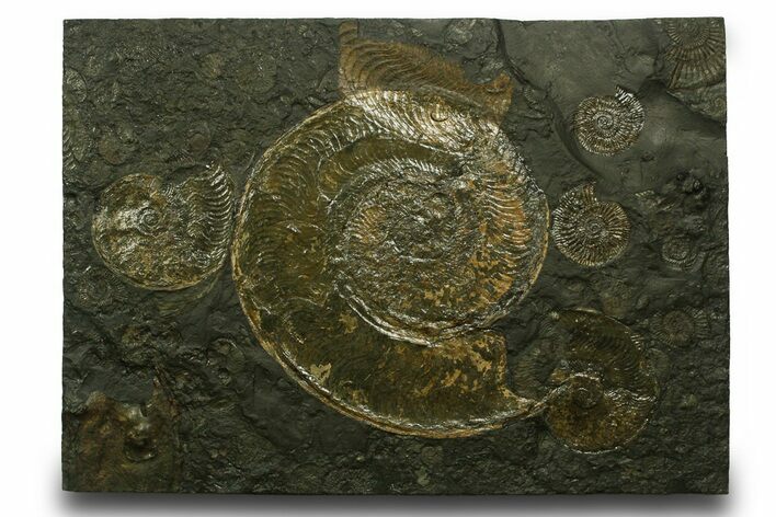Stunning, Fossil Ammonite Cluster - Posidonia Shale, Germany #377994